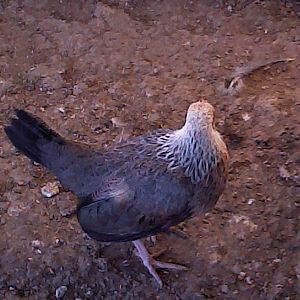 ??? plz help me, lol. Full grown bantam, about the size of my Jumbo White quail.