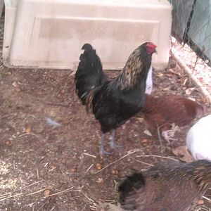 Rusty my americana rooster