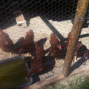 the RED girls