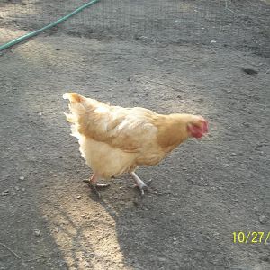buff 1