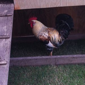 TJ our rooster