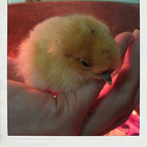 R.i.P Little Bit the buff silkie. She has a little black spot on her forehead.