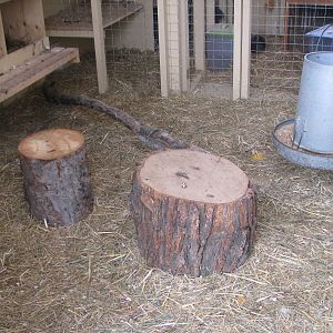 Some tree stumps they love to go on
