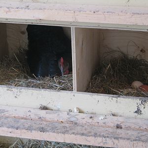 My black sex link and some eggs next door,,Yeah!!