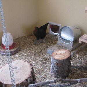 My little girls coming in as they heard me in their coop