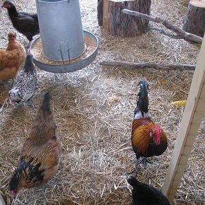 a tree branch just for fun and they are always on it..