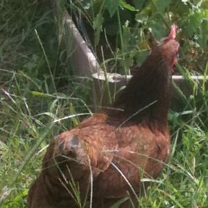 Henny Penny on the hunt.
