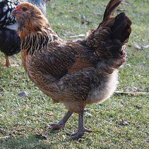 Easter Egger - 8 months old.