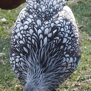 Silver Laced Wyandotte - 19 weeks