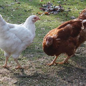 Red sex links, and white cross on the left (Barred rock x RSL). 16 weeks old.