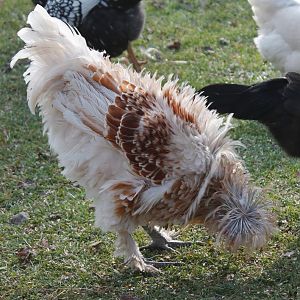 1st Generation sizzle rooster - 19 weeks old.