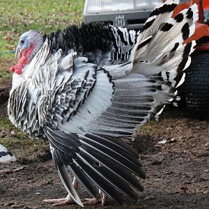 Tom strutting his stuff.