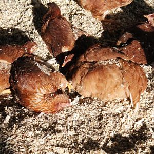 Dust bath - Deep litter