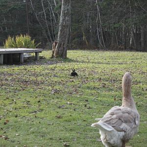 Wanda enjoying some free range time.