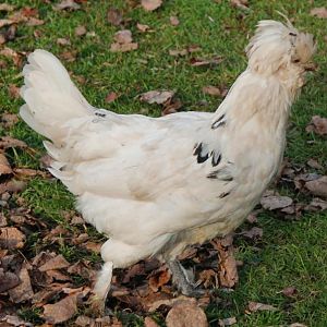 Smooth sizzle - 14 weeks. Girl. McDouble.