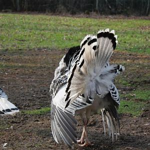 Tom showing off again.