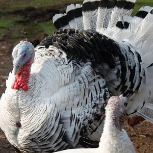 He's just so pretty..