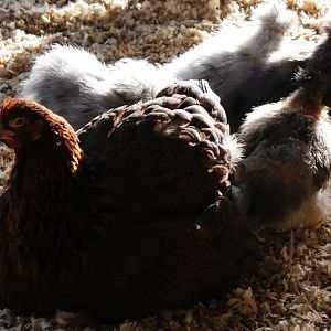 Janet with her 10 week old chicks.