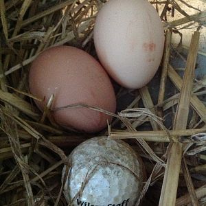 First eggs 11-13-12