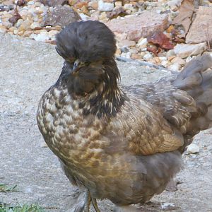 "Shelby" my house chicken