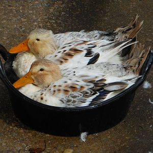 "Amy and Bernedette"
