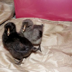 Birchen babies