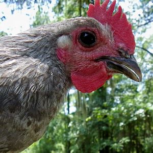 Closeup of blue Birchen cockeral, his eyes have lightened up now.
