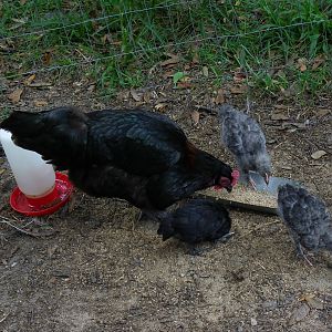 BCM hen with blk and bl copper chicks