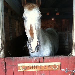 My apply mare, Sheeza