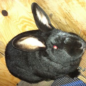 My bunny, Flap Jax