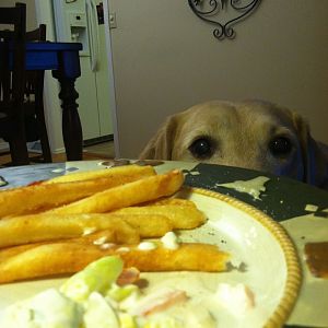 My lab Buck eyeing up my fries haha
