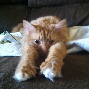 Tyler being super kitty