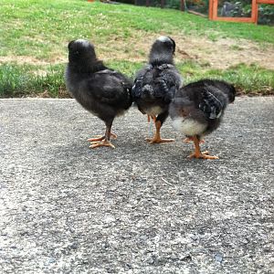 My 3 little chickie butts!!