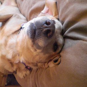 Buck being a lazy lab