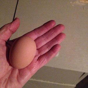 My first egg!!  From Martha, one of my Buff Orpingtons!!!!!!!!!