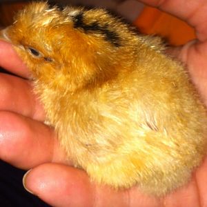 First silkie x red star chick...has dark skin & 5 toes like daddy