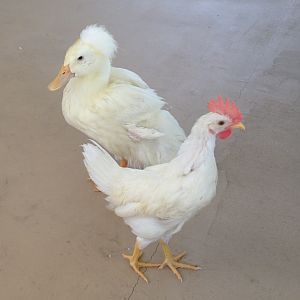 Henry and Ralph the Rooster
