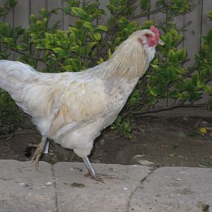 Hen or Rooster?