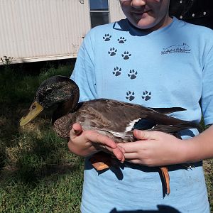 Mallard drake in transition.