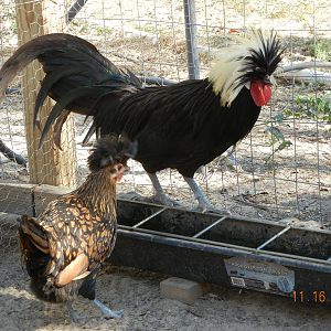 Black crested white rooster and poor golden laced Polish