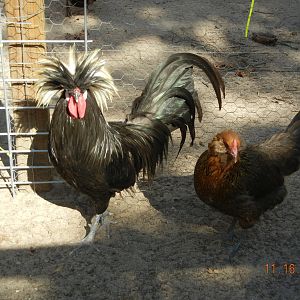 Black crested white Polish rooster and EE hen