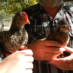 cream legbar rooster and pullet