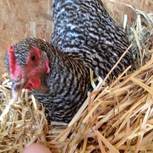 My Plymouth Barred Rock hen named "Pea Hen"