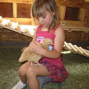 Jasmine holding one of our growing chicks inside their new chicken house.