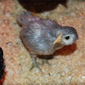 Marie at 4 1/2 weeks. Her feathers are the softest, and she is the most inquisitive.