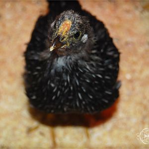 Ada at 4 1/2 weeks. She has turned from a docile, sleepy chick into a brassy and bold chicken vying for dominance.