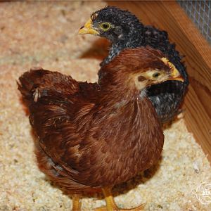 Rosie is still the leader, though Ada is giving her a run for her money. Ruth still hates being handled and avoids us whenever possible.