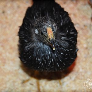 Ada's personality shifted immediately after we moved the girls into a larger brooder.