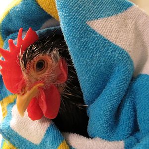 Dragon enjoys a snuggle in the towel after his bath.