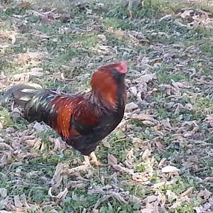 Zippy - araucana roo